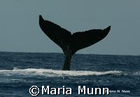 Humpback Whale Fluke taken in Puerto Vallarta, Mexico wit... by Maria Munn 